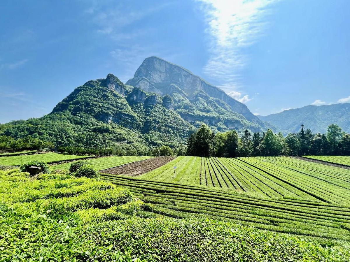 鄔陽鄉(xiāng)有機(jī)茶園.jpg 鄔陽鄉(xiāng)有機(jī)茶園.jpg