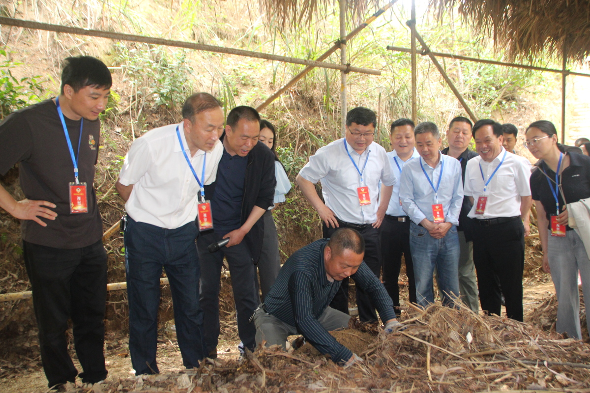 在九資河鎮(zhèn)實(shí)地考察天麻代料栽培技術(shù).jpg 在九資河鎮(zhèn)實(shí)地考察天麻代料栽培技術(shù).jpg